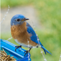 Eastern Bluebird